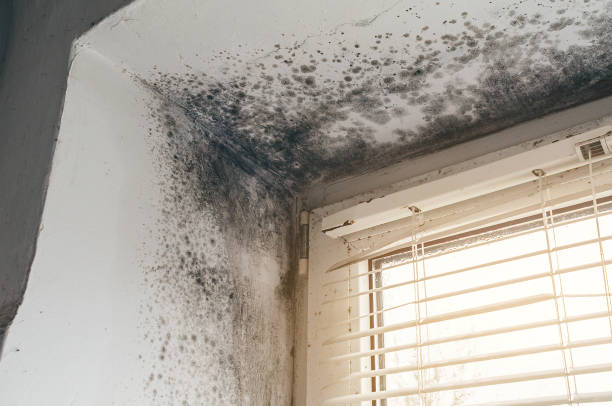 Affordable Mold Cleanup solutions in Mill Creek, PA